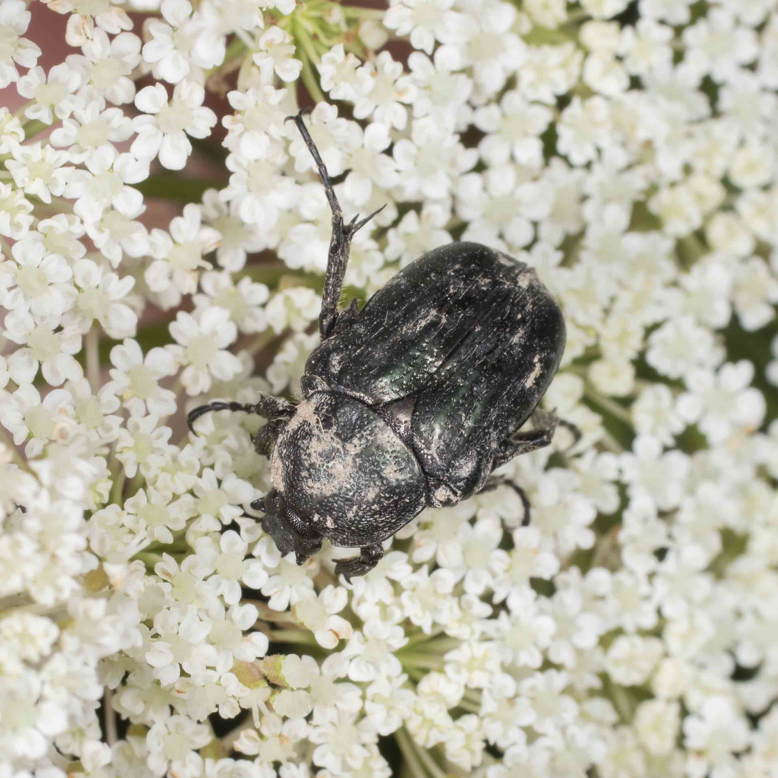 Cetoniidae: Oxythyrea funesta